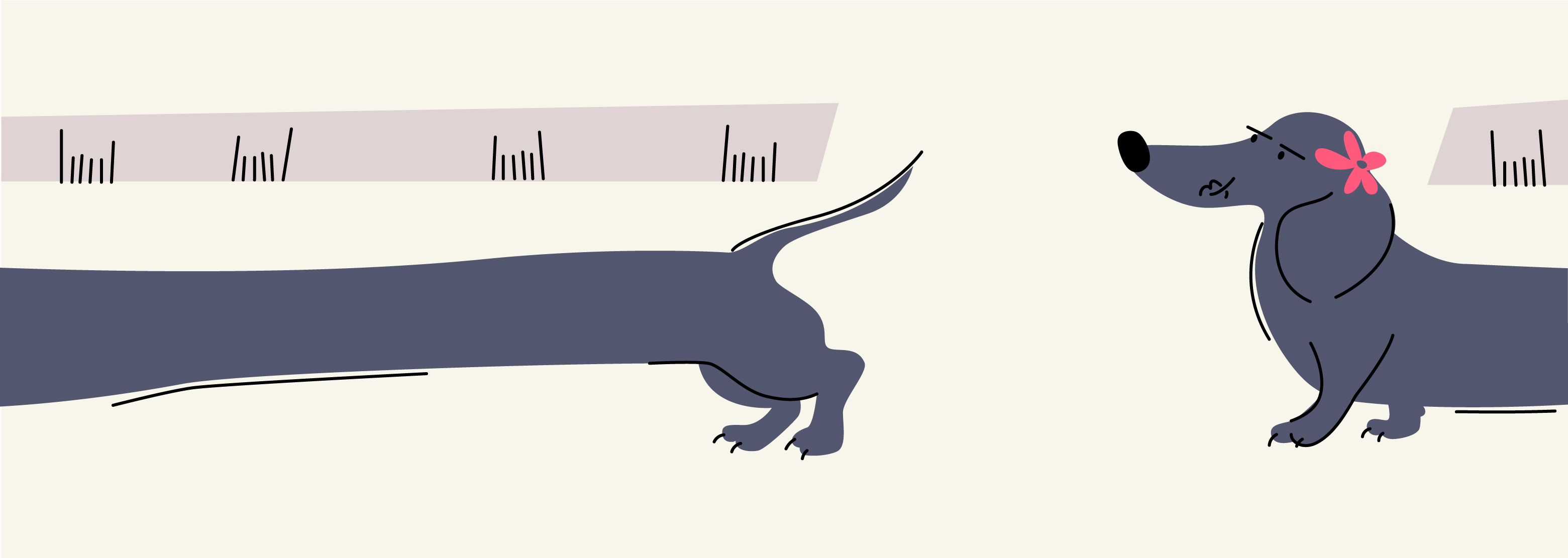 How Long Does A Dog Have A Period